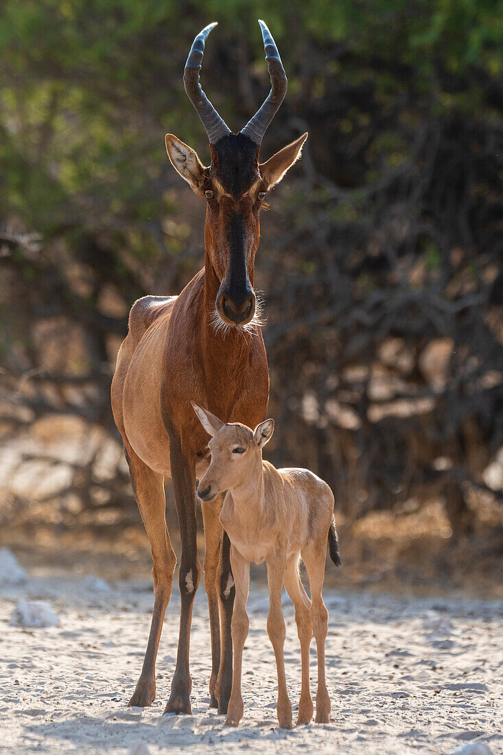 Rote Kuhantilope, Alcelaphus buselaphus, am Wasserloch mit ihrem Kalb. Kalahari, Botsuana