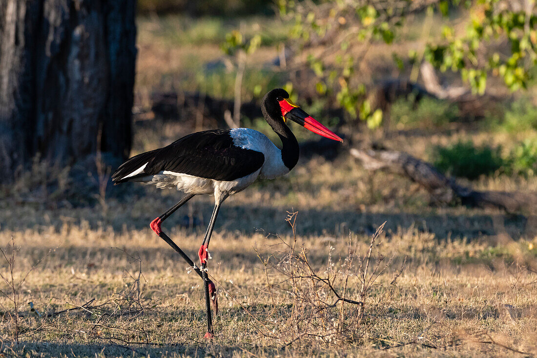 A saddle-billed stork, Ephippiorhynchus senegalensis, walking. Moremi Game Reserve, Okavango Delta, Botswana