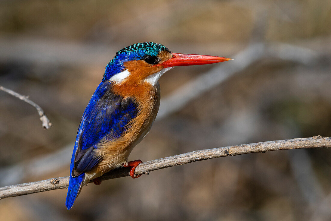 Ein Malachit-Eisvogel, Alcedo cristata. Moremi-Wildreservat, Okavango-Delta, Botsuana