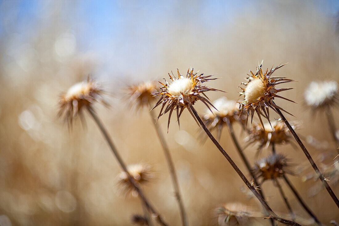 Thistles Against a Blue Sky in Andalucia