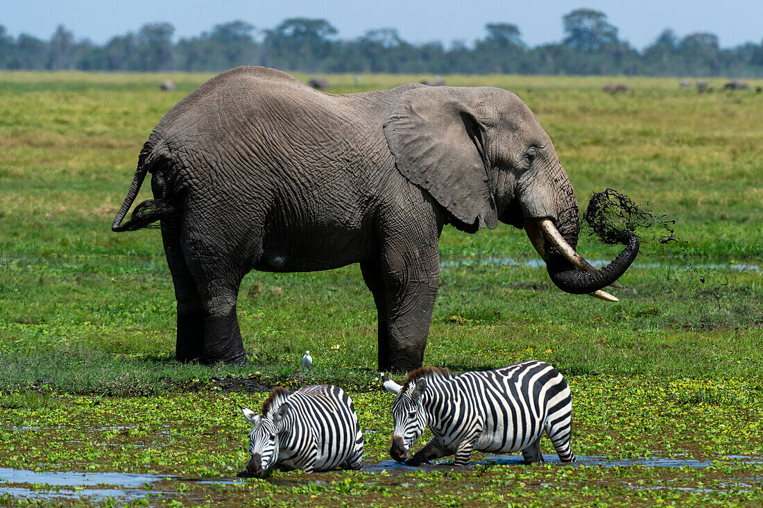 An African elephant, Loxodonta Africana, and common zebras, Equus quagga, drinking at waterhole. Amboseli National Park, Kenya, Africa.