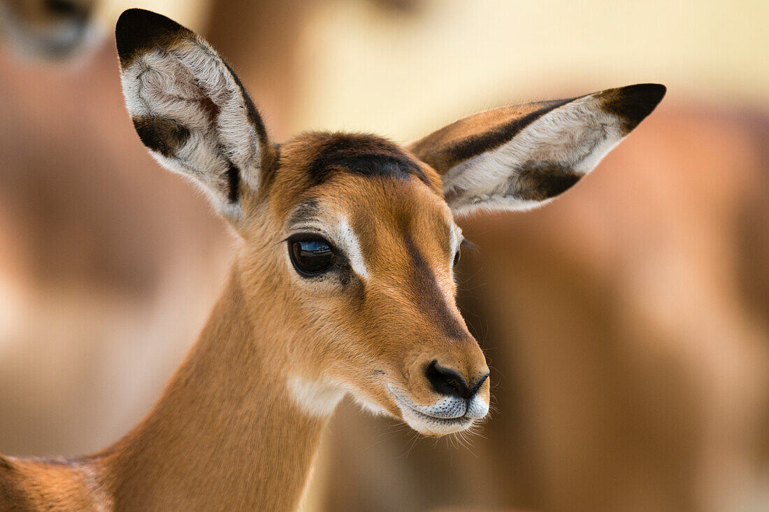 Porträt eines Impala-Kalbes, Aepyceros melampus. Nakuru-See-Nationalpark, Kenia, Afrika.