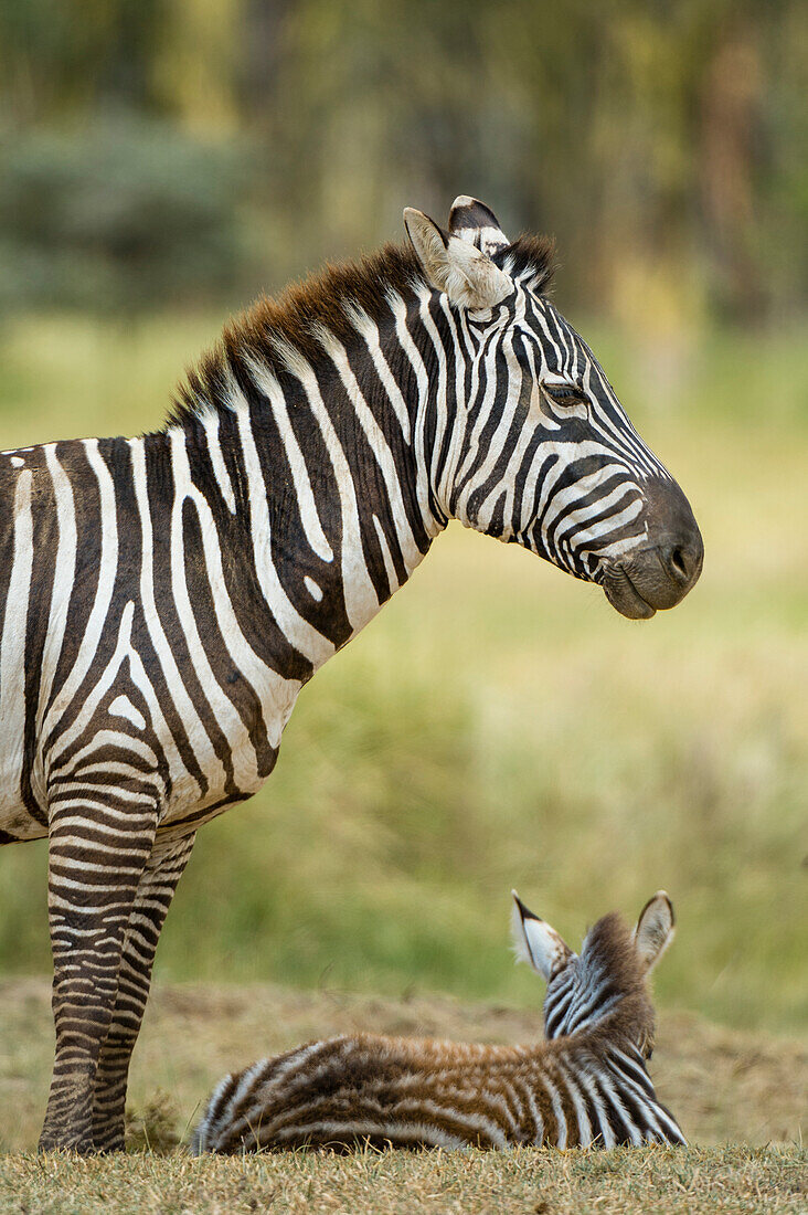 Ein Steppenzebra, Equus quagga, und sein Fohlen im Lake Nakuru National Park, Kenia, Afrika.