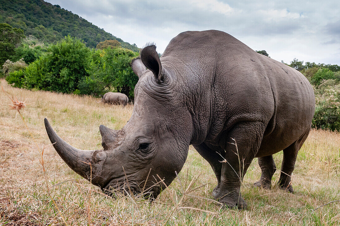 A White rhinoceros, Ceratotherium simum, in Masai Mara Rhino Sanctuary. Masai Mara National Reserve, Kenya, Africa.