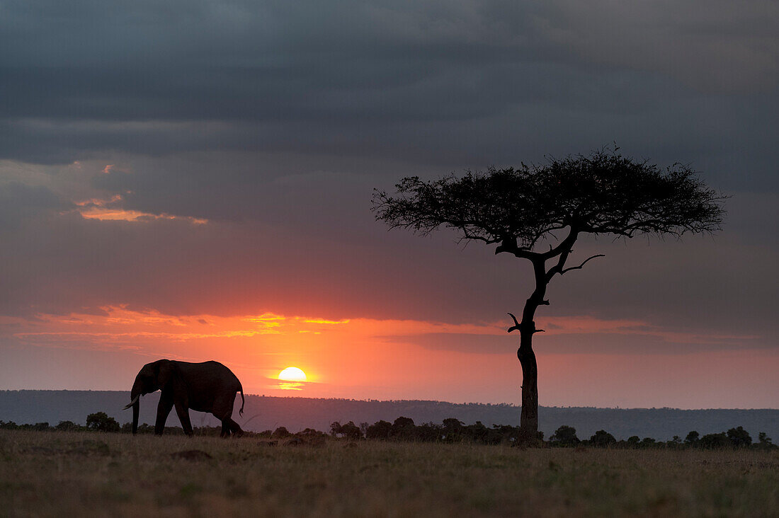 Silhouette eines Afrikanischen Elefanten, Loxodonta Africana, bei Sonnenuntergang. Masai Mara Nationalreservat, Kenia, Afrika.