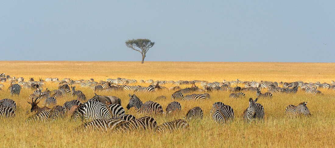 Eine Herde Steppenzebras, Equus quagga, grast im Gras im Masai Mara National Reserve, Kenia, Afrika.