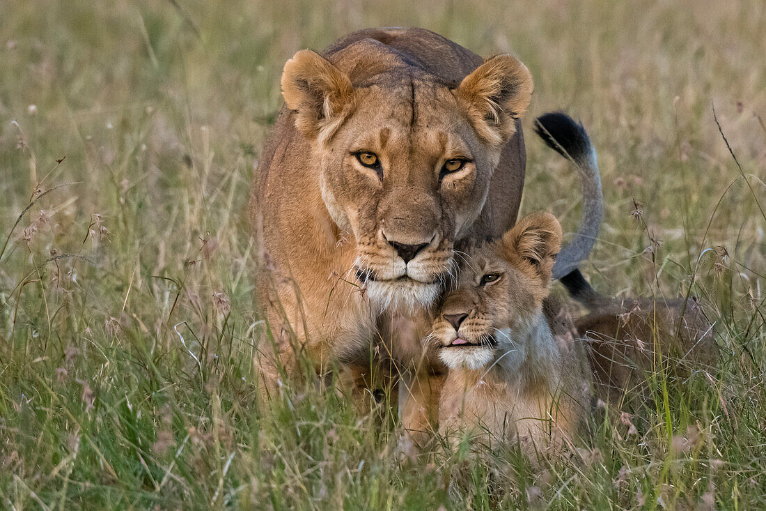 Eine Löwin, Panthera leo, wird bei ihrer Rückkehr von ihren Jungen begrüßt, Masai Mara, Kenia. Kenia.