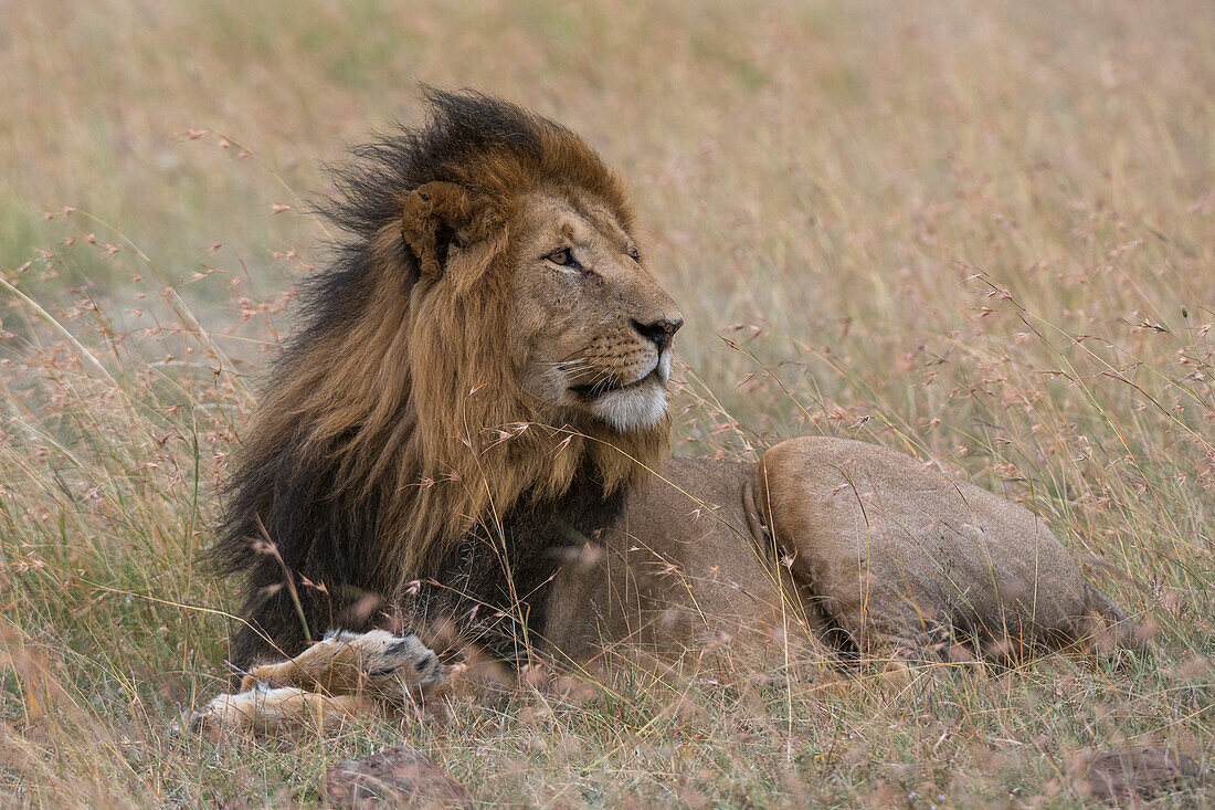 Porträt eines männlichen Löwen, Panthera leo, Masai Mara, Kenia. Kenia.