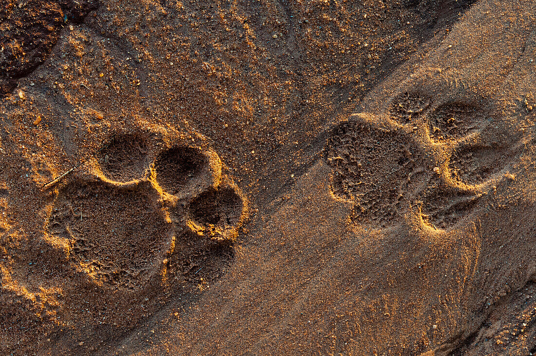 Löwenspuren im Sand. Voi, Tsavo-Nationalpark, Kenia.