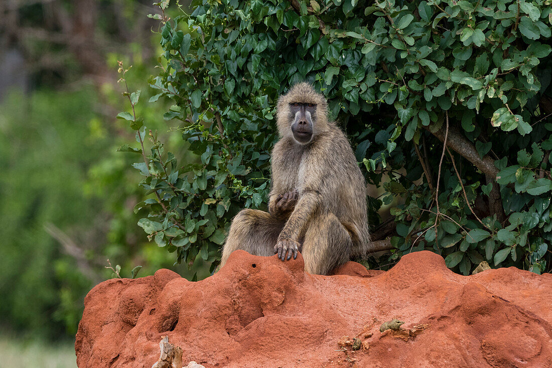 Ein gelber Pavian, Papio hamadryas cynocephalus, auf einem Termitenhügel. Voi, Tsavo, Kenia