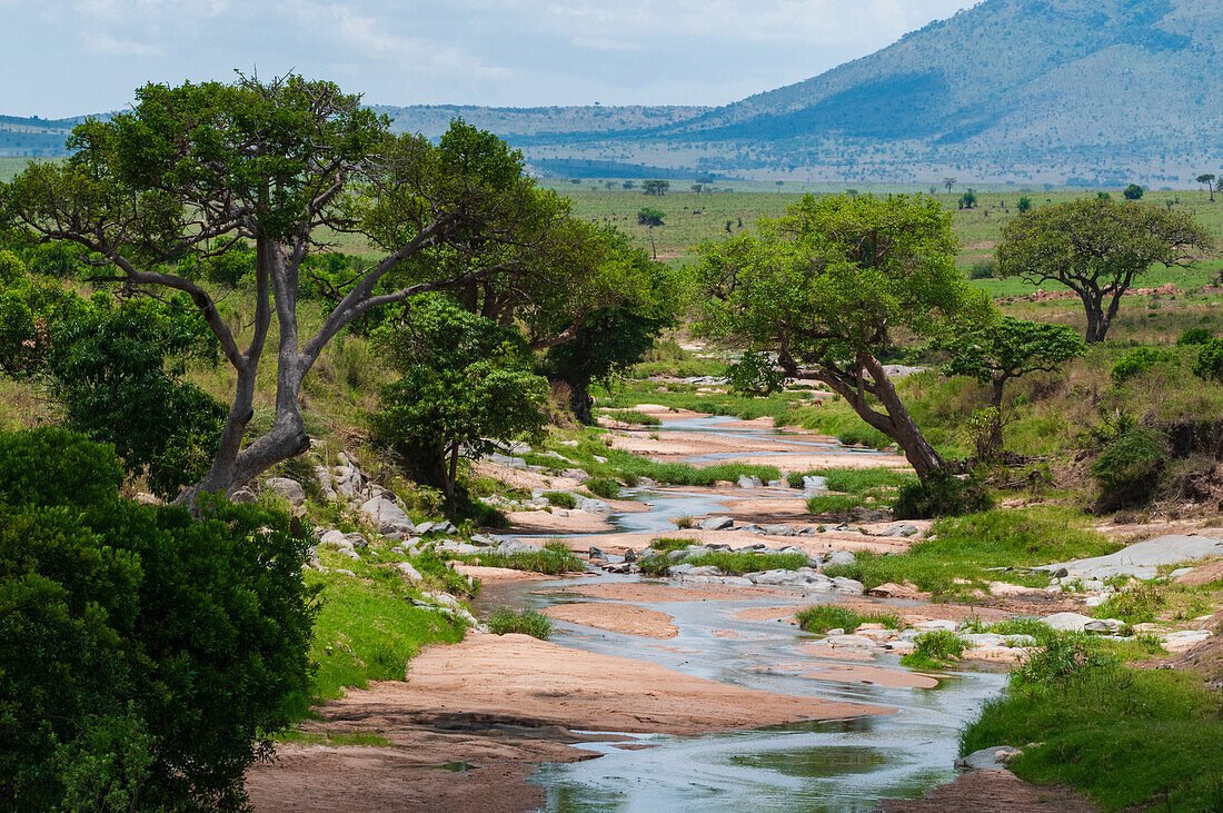 Trees growing along the banks of the Talek River. Masai Mara National Reserve, Kenya.