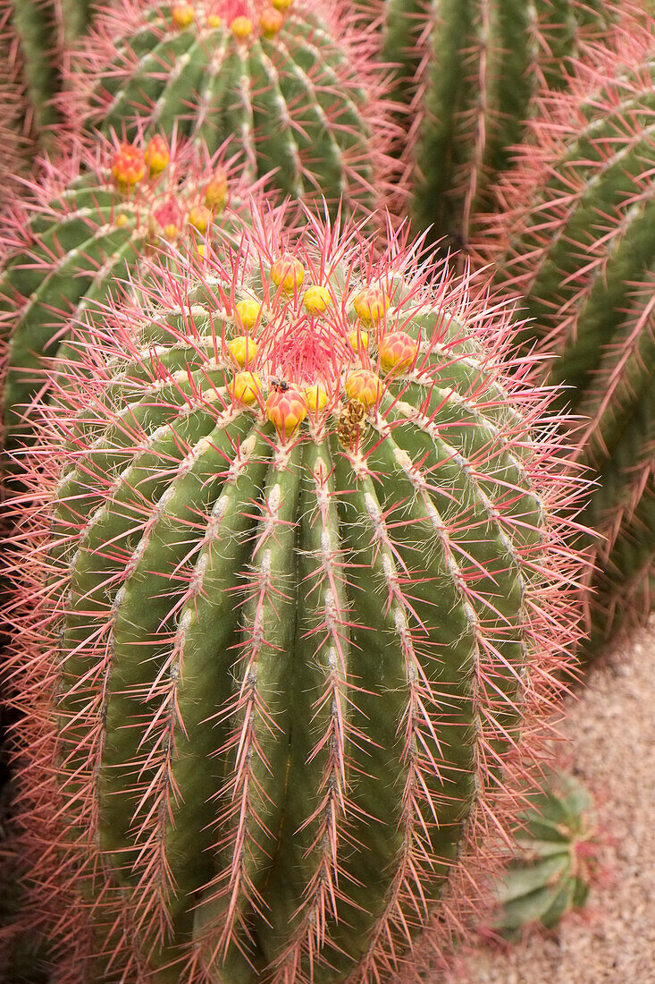 Marrakesch, Marokko. Schöner trockener Garten mit Kakteen und Sukkulenten. Kakteen beginnen zu blühen.