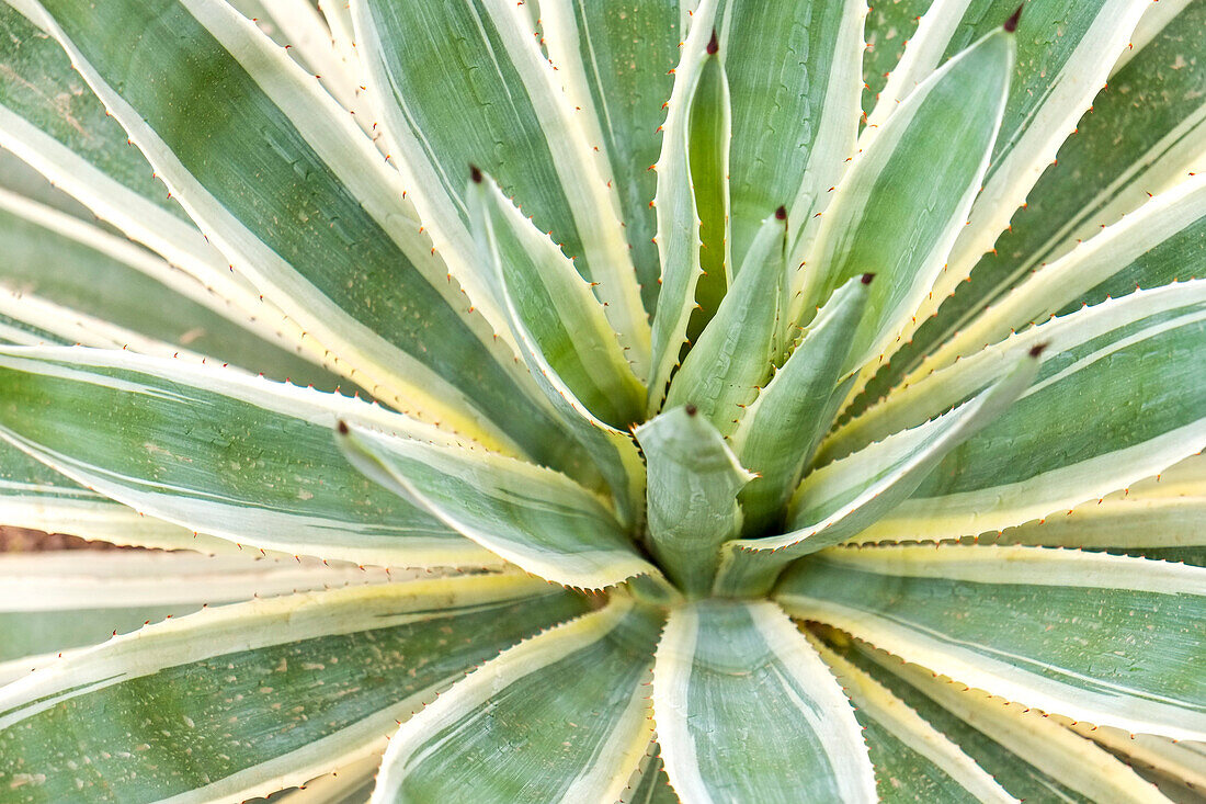 Marrakesch, Marokko. Wüstenagave.