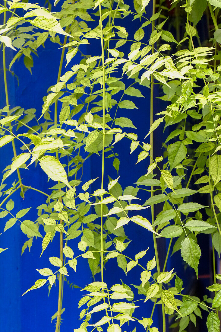 Marrakech, Morocco. Plant life with cobalt blue backdrop.