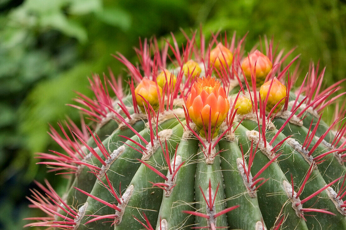 Marrakesch, Marokko. Schöner trockener Garten mit Kakteen und Sukkulenten. Kakteen beginnen zu blühen.