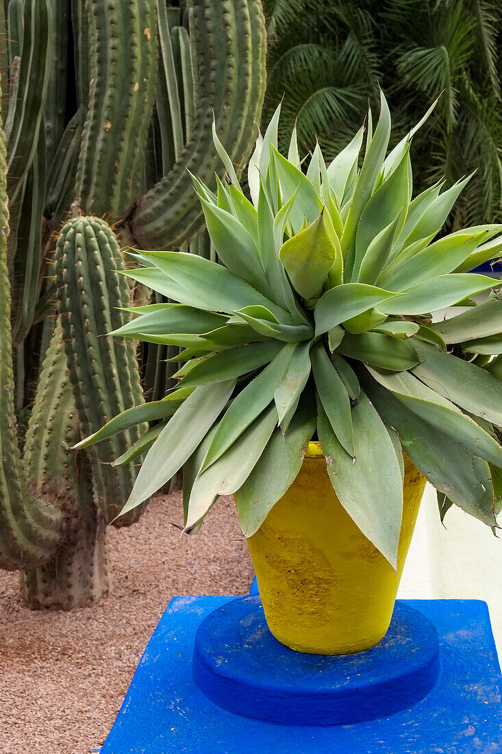 Marrakech, Morocco. Beautiful arid garden filled with cacti, succulents.