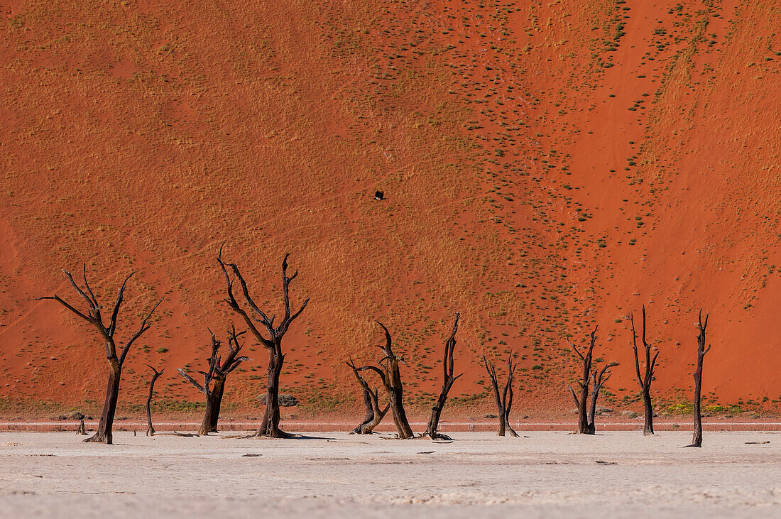 Camel thorn trees against red sand dunes in the Sossusvlei. Namib Naukluft Park, Namib Desert, Namibia.