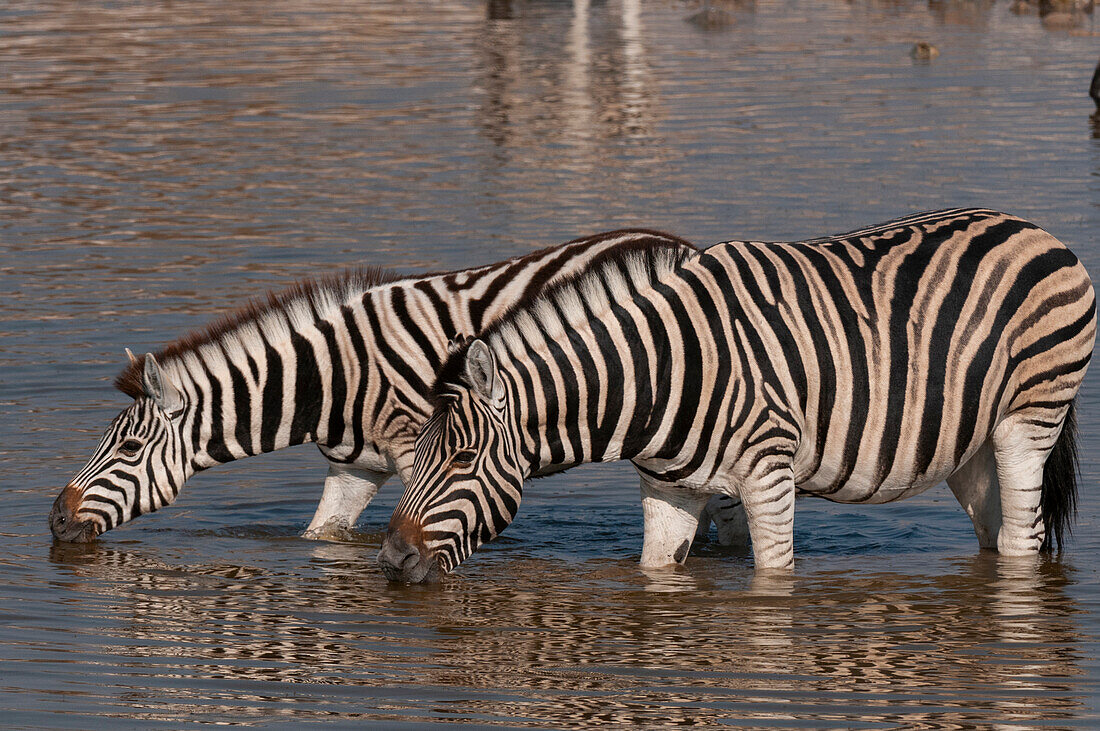 Burchell's Zebras stehen an einem Wasserloch und trinken. Etosha-Nationalpark, Namibia.