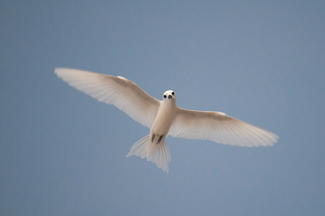 Porträt einer Weiß- oder Feenseeschwalbe, Gygis alba, im Flug. Denis-Insel, Seychellen.