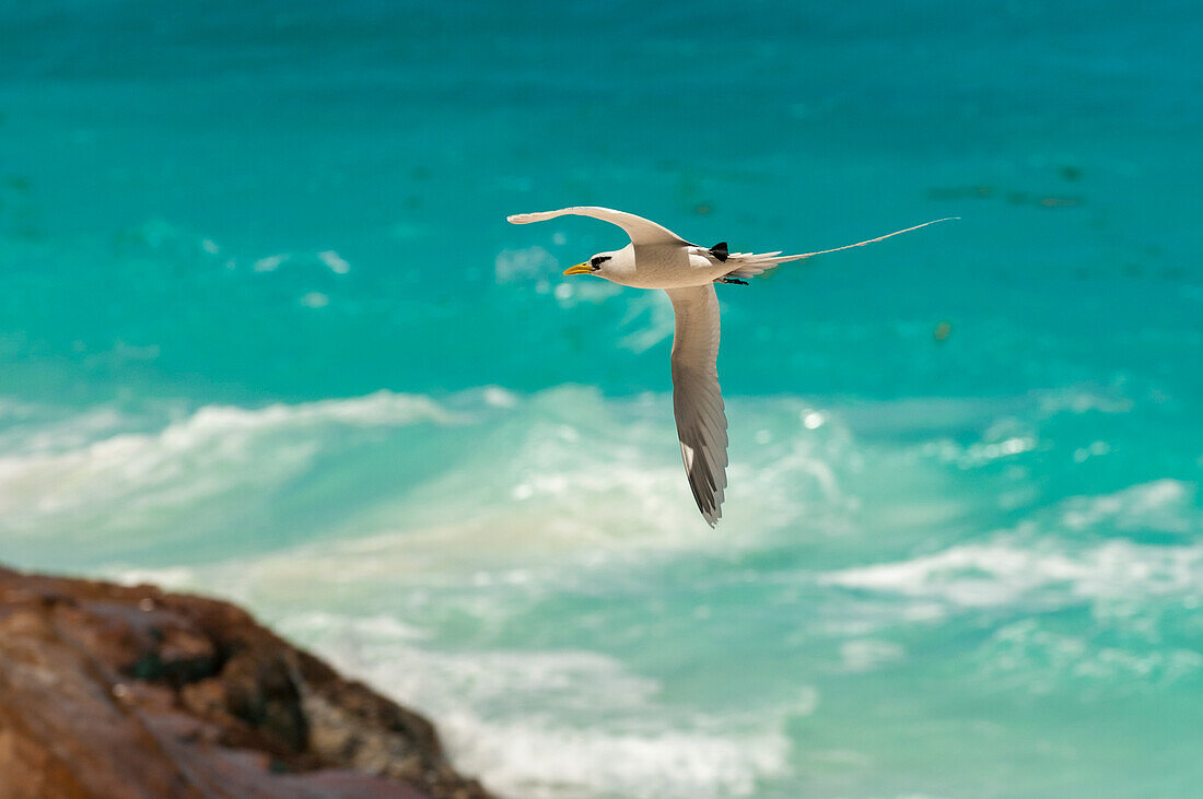 A white-tailed, or yellow-billed tropicbird, Phaethon lepturus, in flight over clear blue water. Fregate Island, Seychelles.