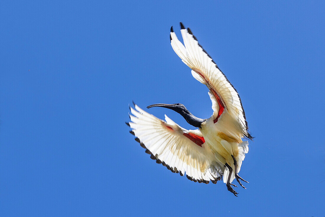 Südafrika, Kapstadt. Heiliger Ibisvogel im Flug.