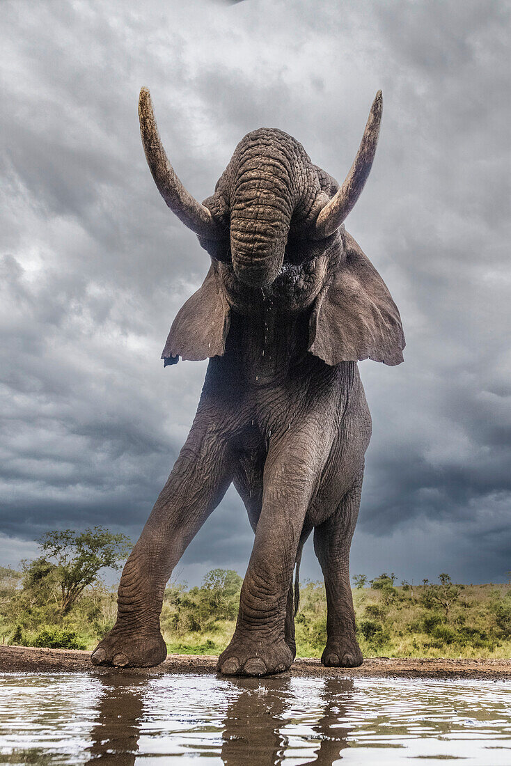 South Africa. Bull elephant at a waterhole.