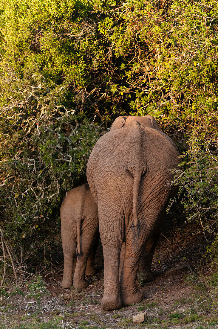 Blick von hinten auf eine afrikanische Elefantenmutter und ihr Junges, Loxodonta Africana, beim Grasen im dichten Busch. Ostkap Südafrika