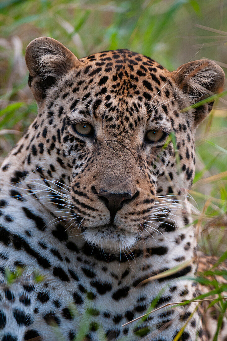 Close-up portrait of a male leopard, Panthera pardus. Mala Mala Game Reserve, South Africa.