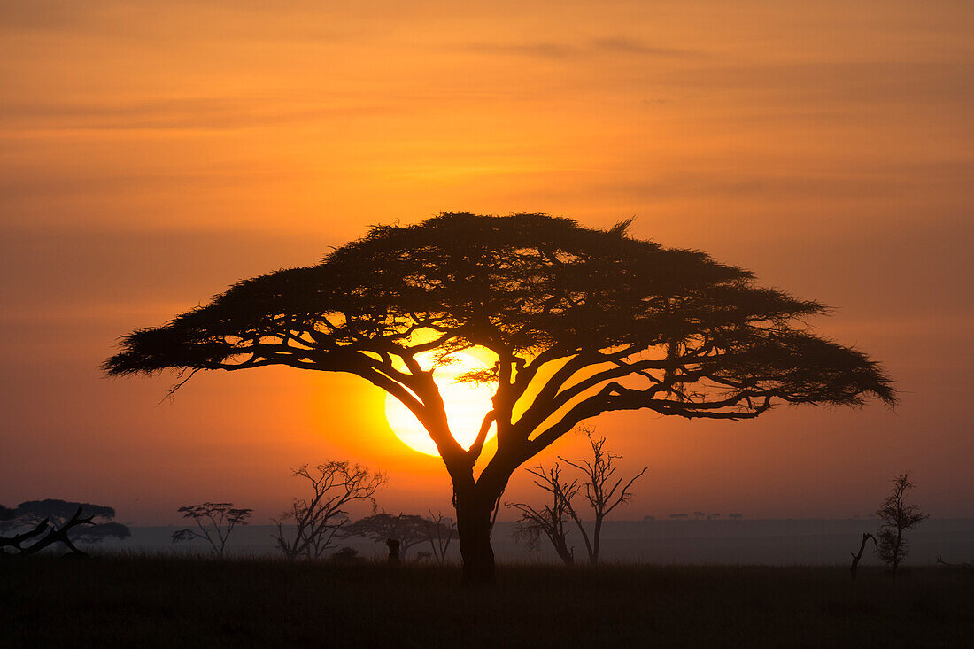 Akazienbaum bei Sonnenaufgang.