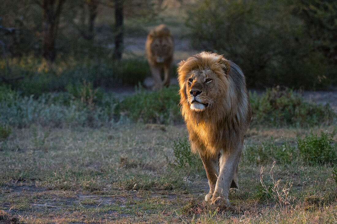 Two male lions, Panthera leo, patrolling the territory at sunrise. Ndutu, Ngorongoro Conservation Area, Tanzania