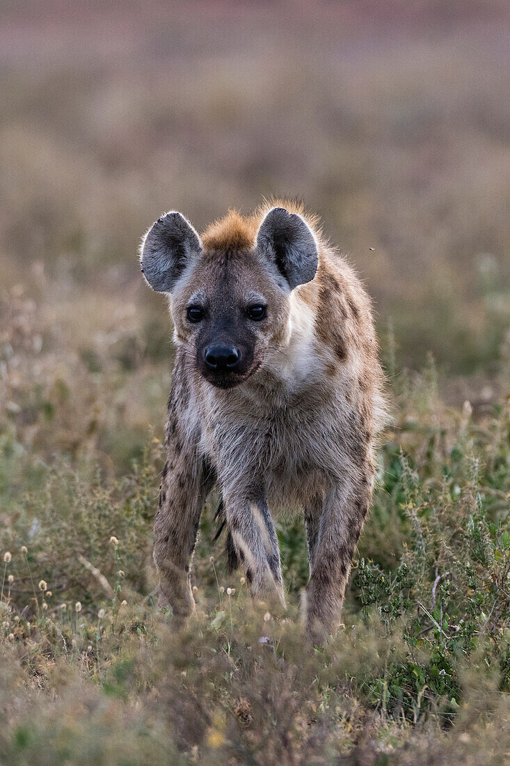 Porträt einer Tüpfelhyäne, Crocuta Crocuta. Ndutu, Ngorongoro-Schutzgebiet, Tansania