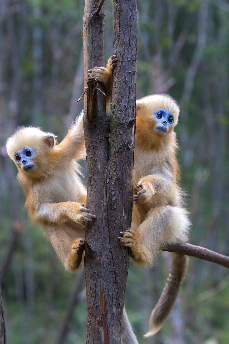 China. Wild snub-nosed monkey babies.