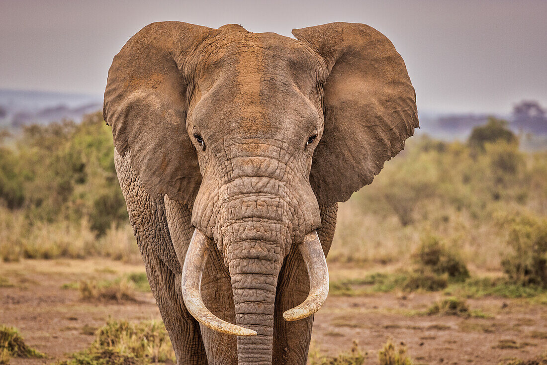 Amboseli-Elefant, Amboseli-Nationalpark, Afrika