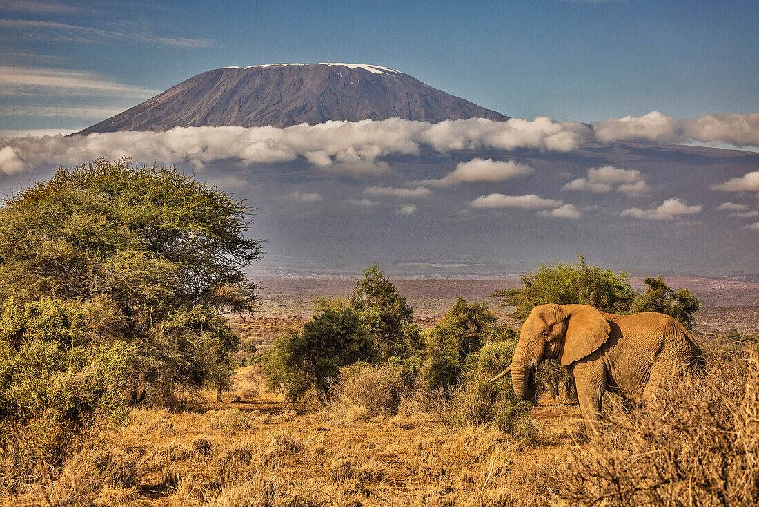 Kilimanjaro in morning with Elephant, Amboseli National Park, Africa