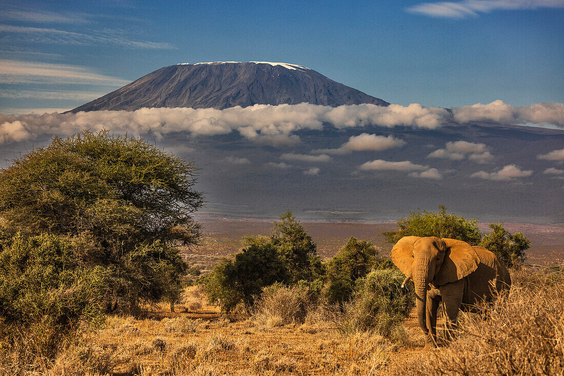 Kilimanjaro in morning with Elephant, Amboseli National Park, Africa