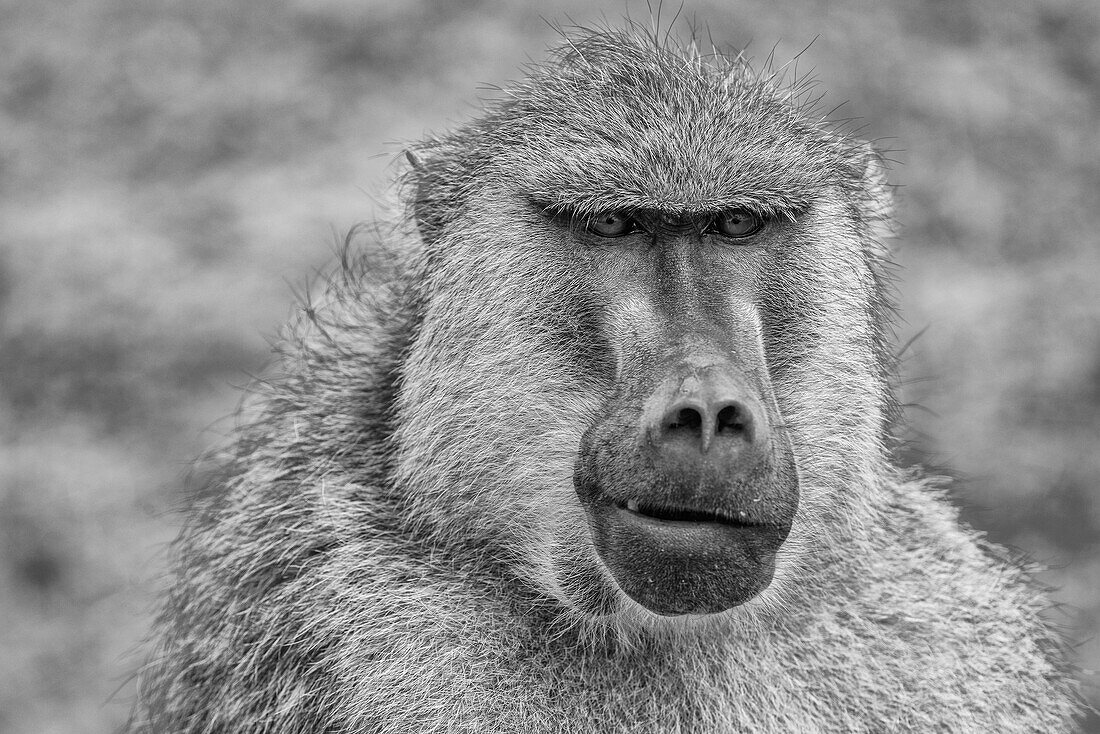 Pavian, Amboseli-Nationalpark, Afrika