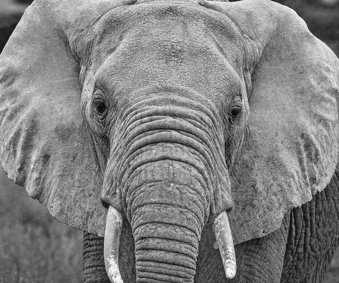 Amboseli elephant, Amboseli National Park, Africa