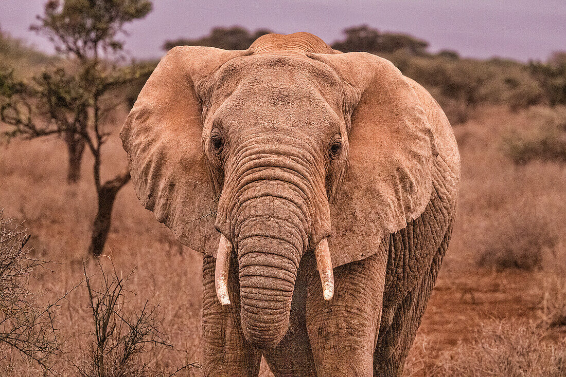 Amboseli elephant, Amboseli National Park, Africa