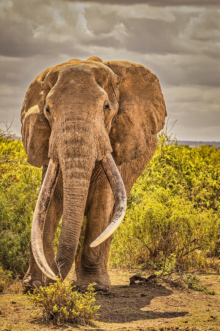 Craig the Elephant, largest Amboseli elephant, Amboseli National Park, Africa