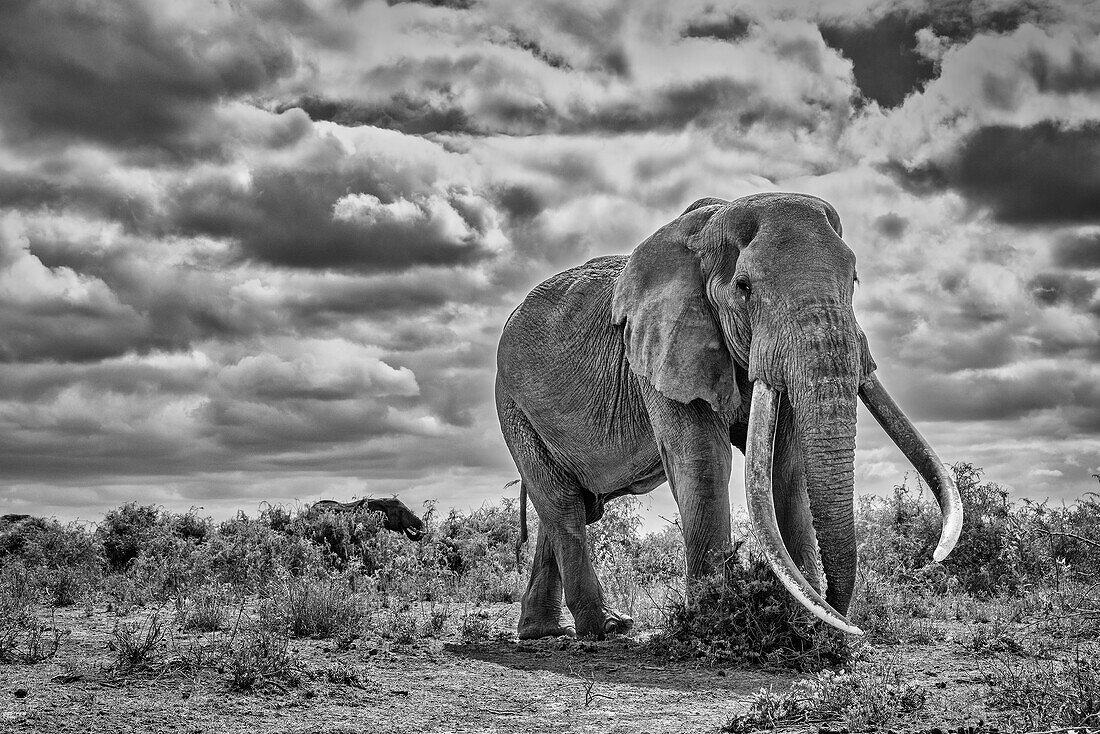 Craig der Elefant, größter Amboseli-Elefant, Amboseli-Nationalpark, Afrika