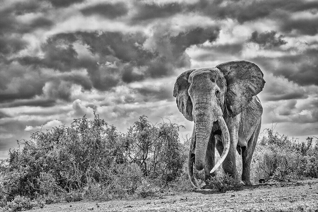 Craig the Elephant, largest Amboseli elephant, Amboseli National Park, Africa