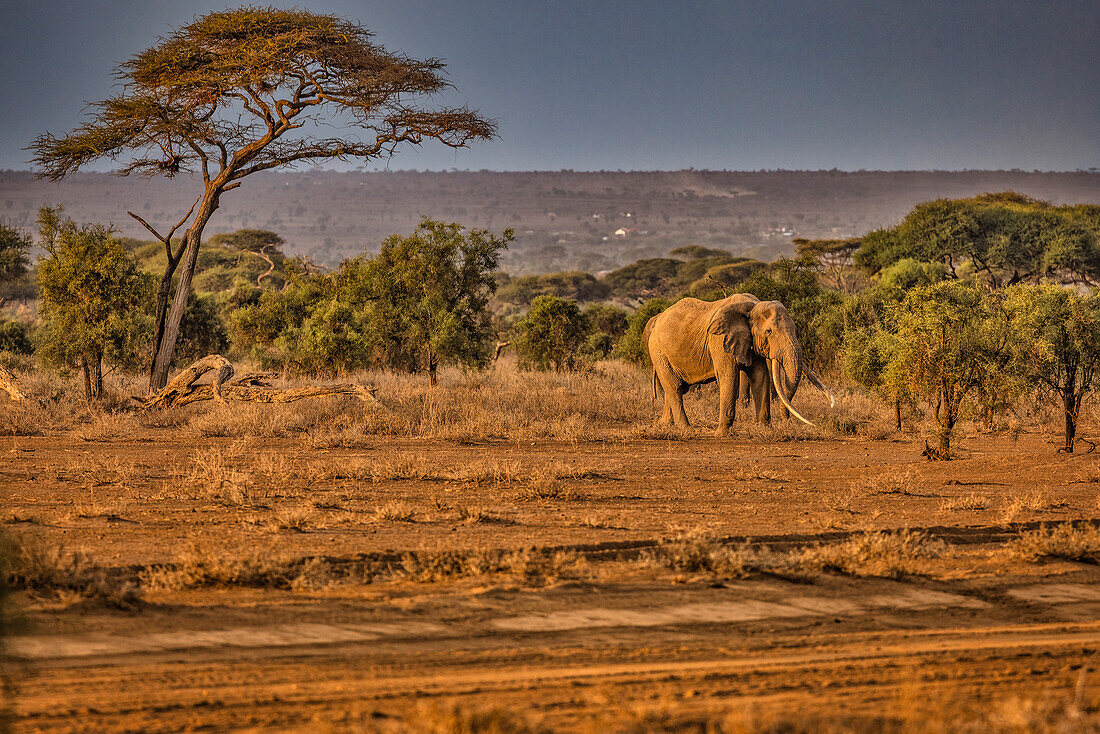 Craig the Elephant, largest Amboseli elephant, Amboseli National Park, Africa