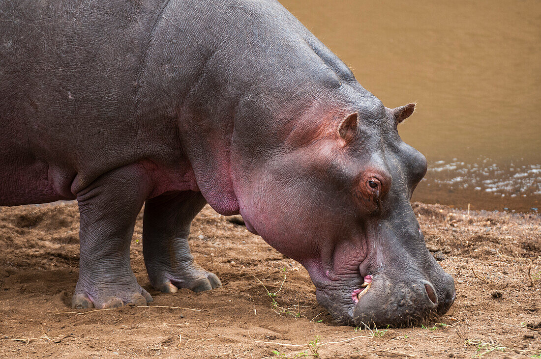 Porträt eines Flusspferdes, Hippopotamus amphibius, am Ufer des Wassers. Masai Mara Nationalreservat, Kenia.