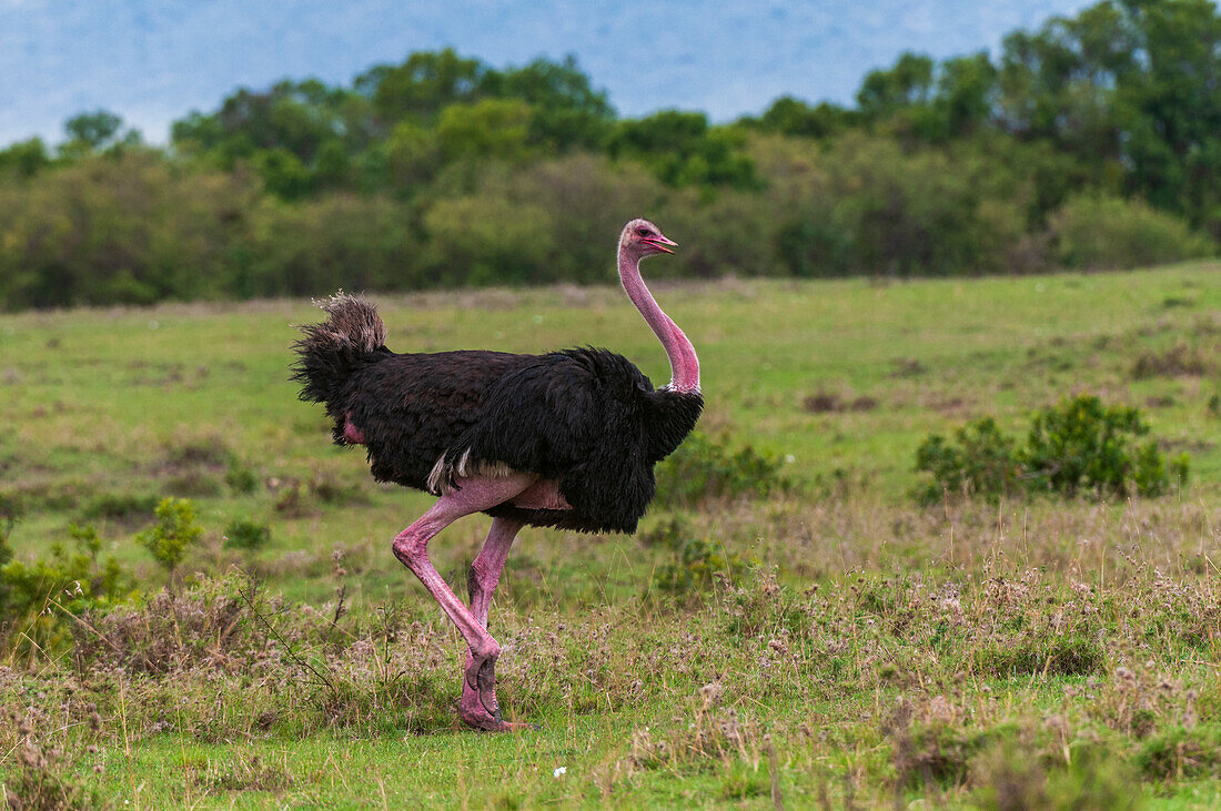 Portrait of a male ostrich, Struthio camelus, walking. Masai Mara National Reserve, Kenya.