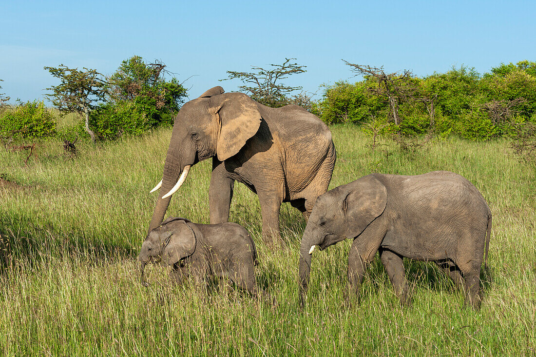 An African elephant calf, Loxodonta Africana, stays close to its mother. Masai Mara National Reserve, Kenya.