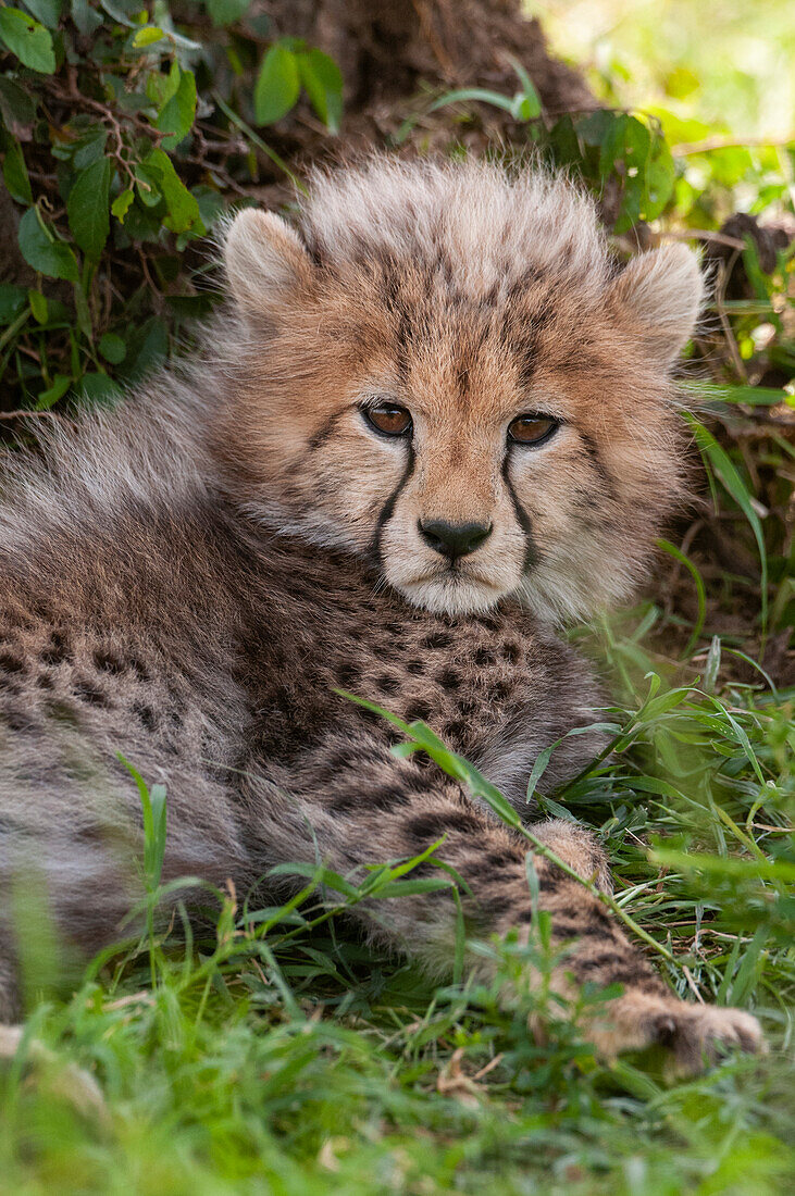 Porträt eines ruhenden Gepardenjungen, Acinonyx jubatus. Masai Mara-Nationalreservat, Kenia.