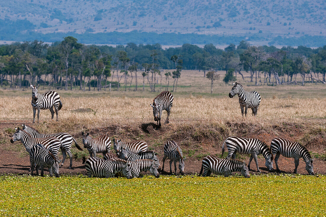 A herd of plains zebras, Equus quagga, drinking at a waterhole. Masai Mara National Reserve, Kenya.