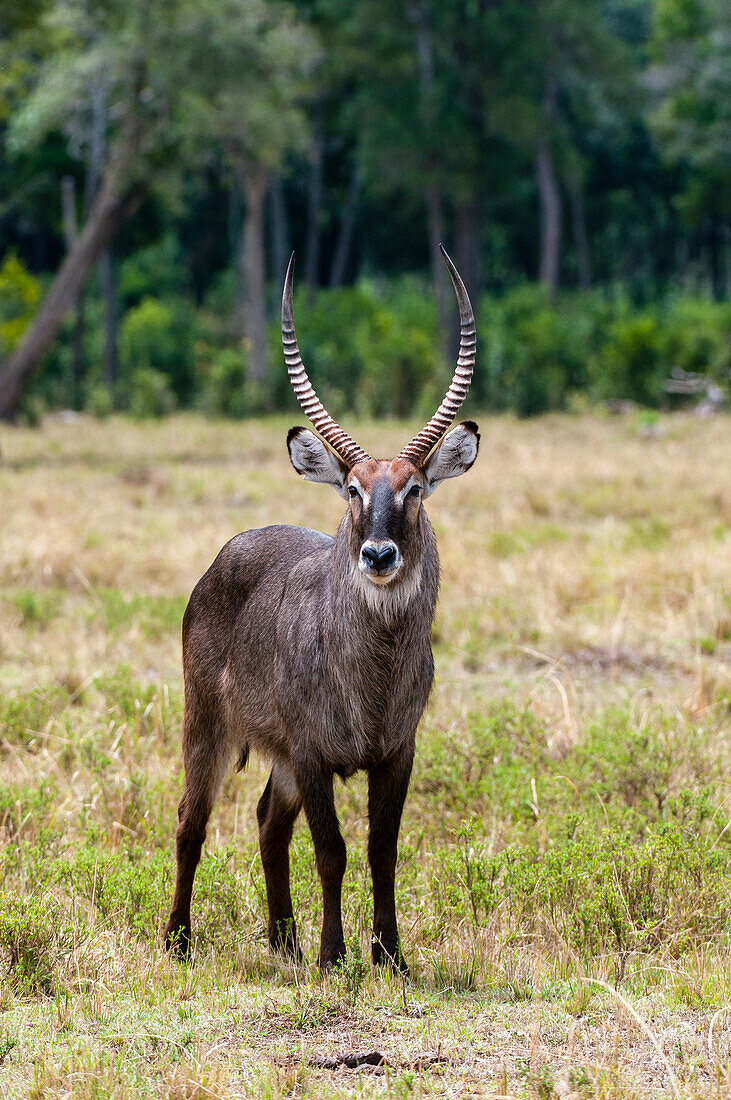 Porträt eines Wasserbocks, Kobus ellipsiprymnus. Masai Mara Nationalreservat, Kenia.