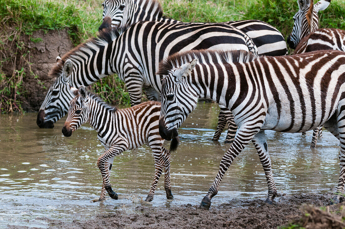 Steppenzebras, Equus quagga, und ein Jungtier am Wasserloch. Masai Mara Nationalreservat, Kenia.