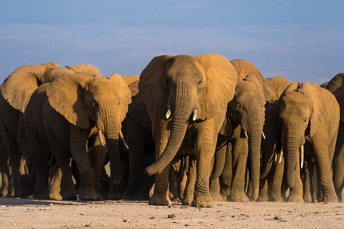 Eine Herde afrikanischer Elefanten, Loxodonta Africana, wandert in den Ebenen des Amboseli-Nationalparks, Kenia, Afrika.